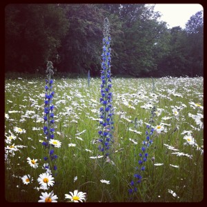 ulting wick meadow garden