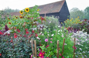 high summer garden at Ulting Wick