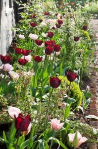 Tulips Angelique, Black Jewel and Green Wave at Ulting Wick garden