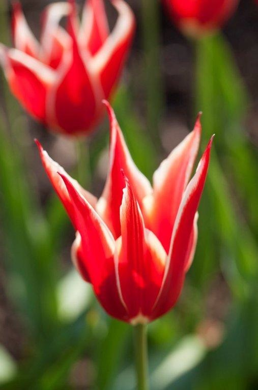 Tulip Queen of Sheba at Ulting Wick garden
