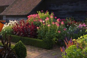 Cleomes, amaranthus & dahlias in the Old Farmyard at Ulting Wick Garden