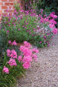 Nerines and Salvia Icing Sugar by path at Ulting Wick garden