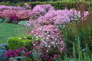 pink garden bed at Ulting Wick Garden