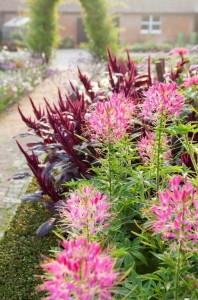 Cleome Cherry Queen and Amaranthus hopi re dye at Ulting Wick