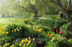 weeping willow and tulips at Ulting Wick