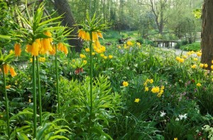 Fritillaries in the spring bed at Ulting Wick