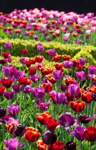 Colourful tulips in the Old Farmyard at Ulting Wick Garden