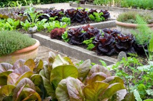 lettuce beds at Ulting Wick