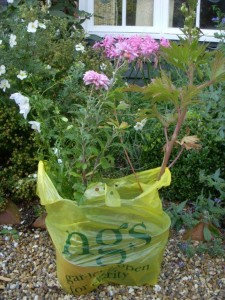 propagated plants for sale at Ulting Wick Gardens